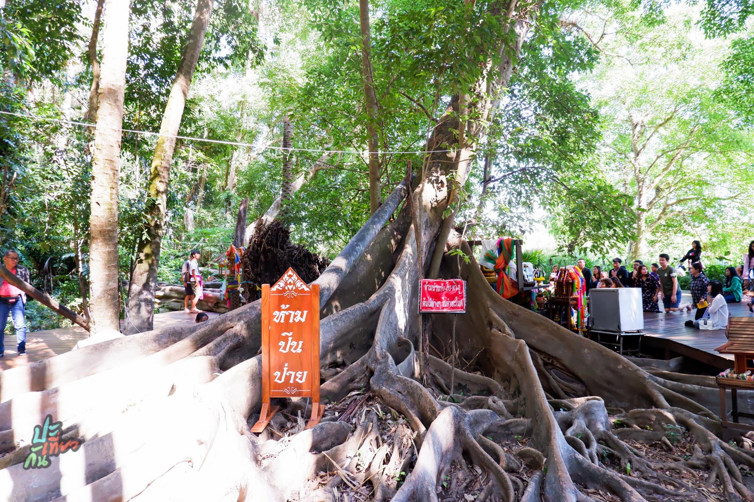 ต้นไทรใหญ่ - คำชะโนด